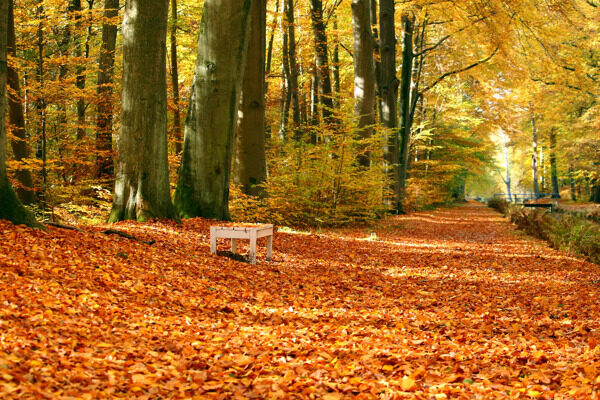 秋色与落叶图片