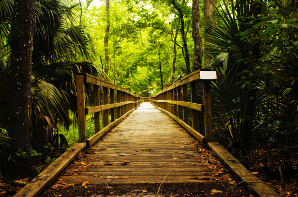 森林木桥图片