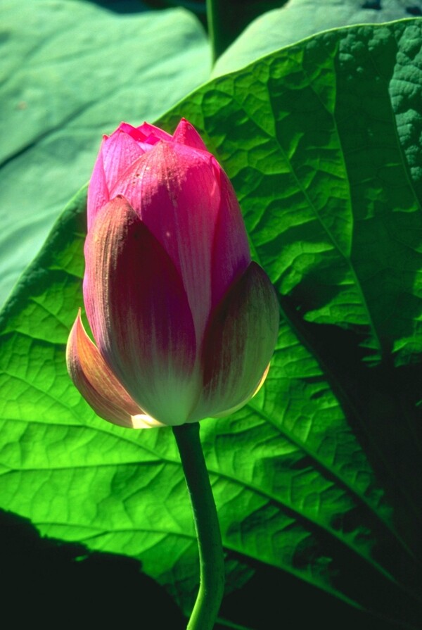 花百花争艳花朵花瓣花卉