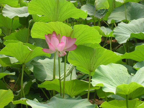 水鱼莲花图片