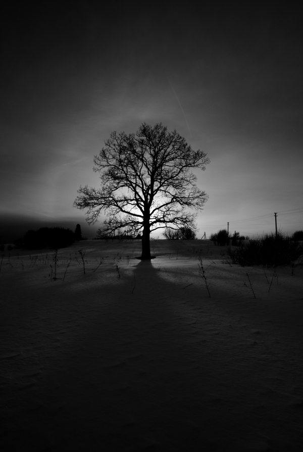 雪地上的一棵树图片