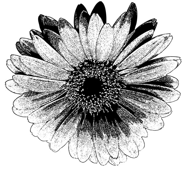 手绘菊花花朵黑白元素