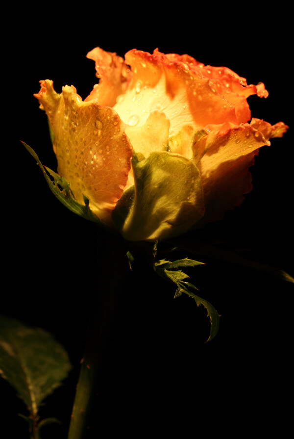 一枝盛开的玫瑰花