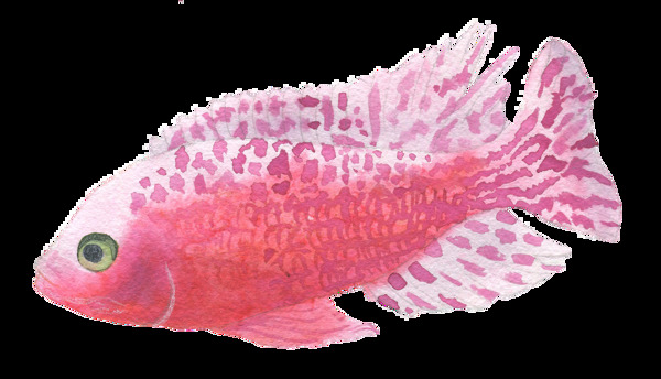 红色水彩鱼类图案