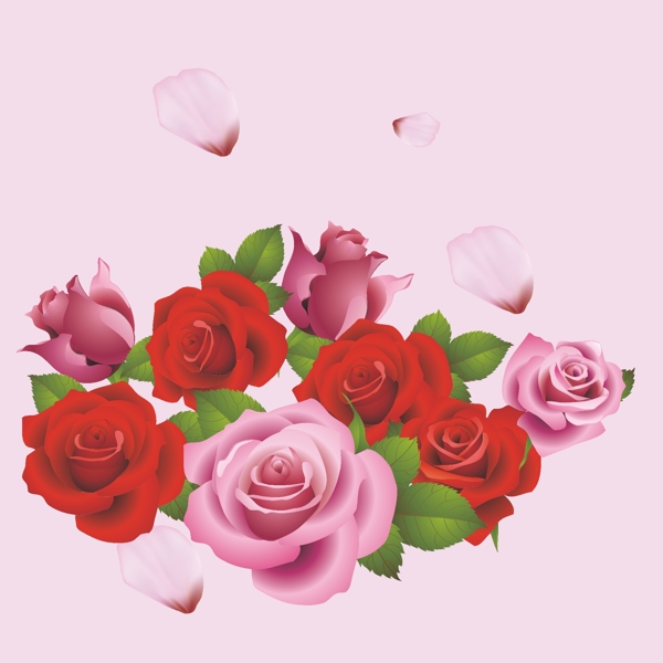 粉色红玫瑰粉玫瑰素材图片