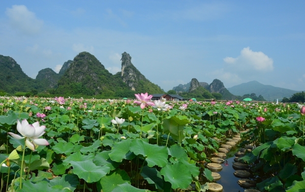 荷花湖