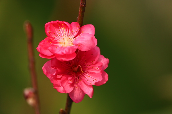 桃花