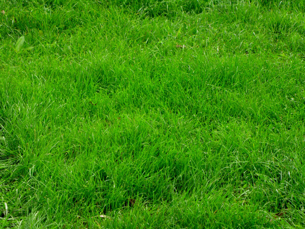 绿草坪图片