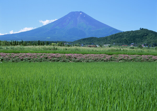 春天的田野