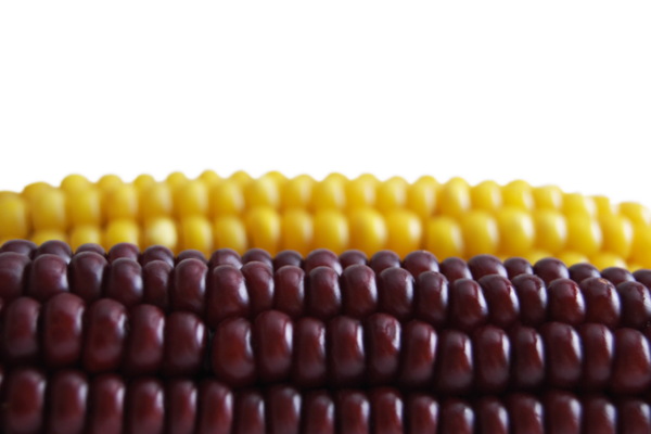 两个颜色不同的玉米棒图片