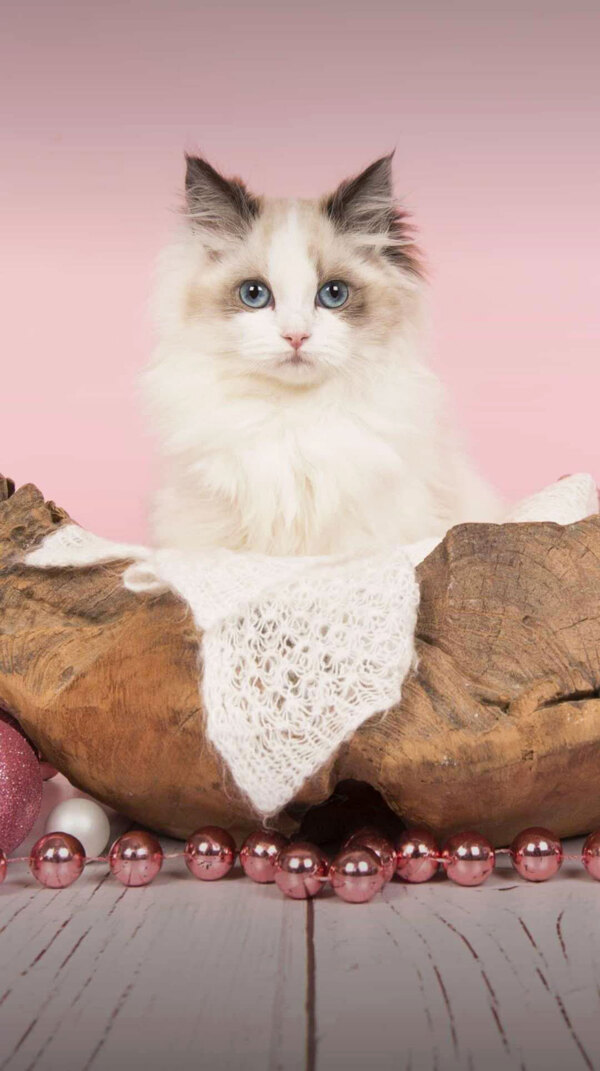 美丽的布偶猫