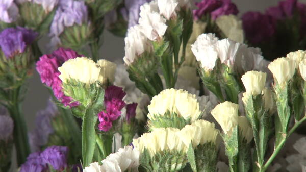 旋转的紫色和白色的花朵股票视频