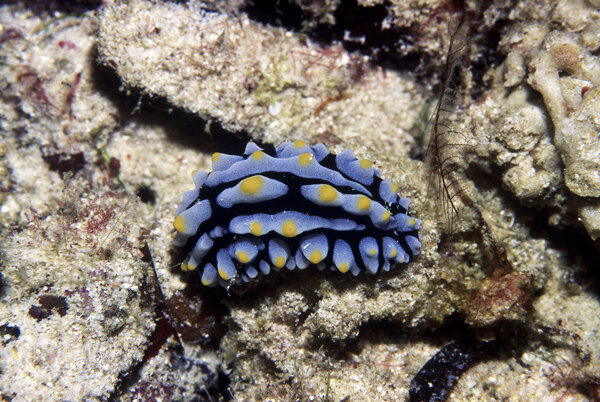 全球首席大百科深海生物鱼珊瑚海底