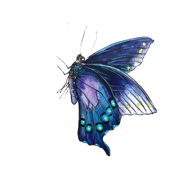 蝴蝶蓝色紫色透明翅膀PNG昆虫