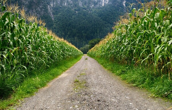 玉米地间的小道