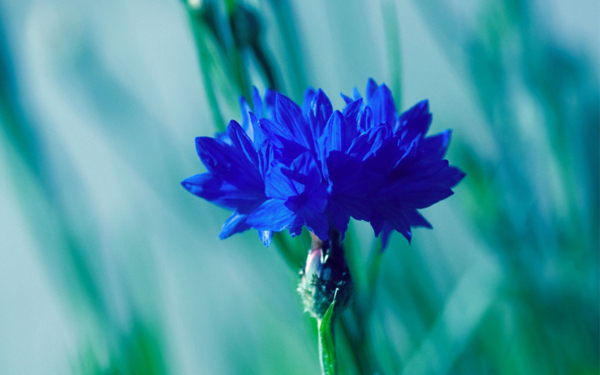 位图植物图案写实花卉花朵菊花免费素材