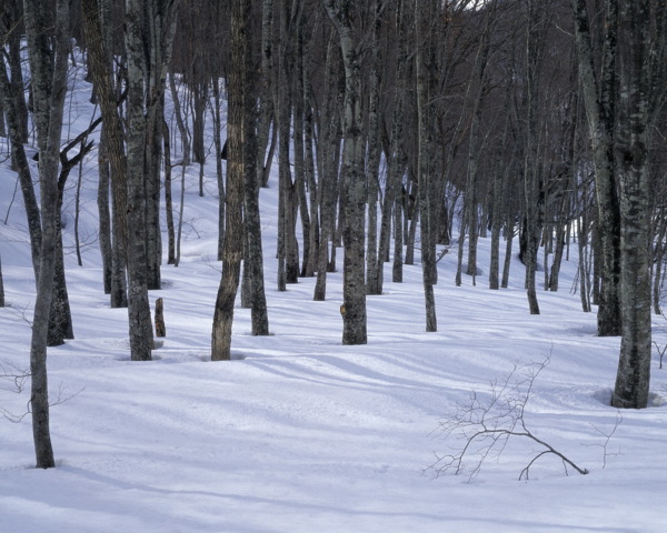 冬天雪景