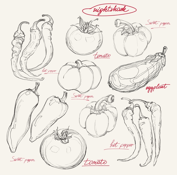 手绘蔬菜图片
