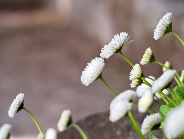 室外模糊背景白色小雏菊