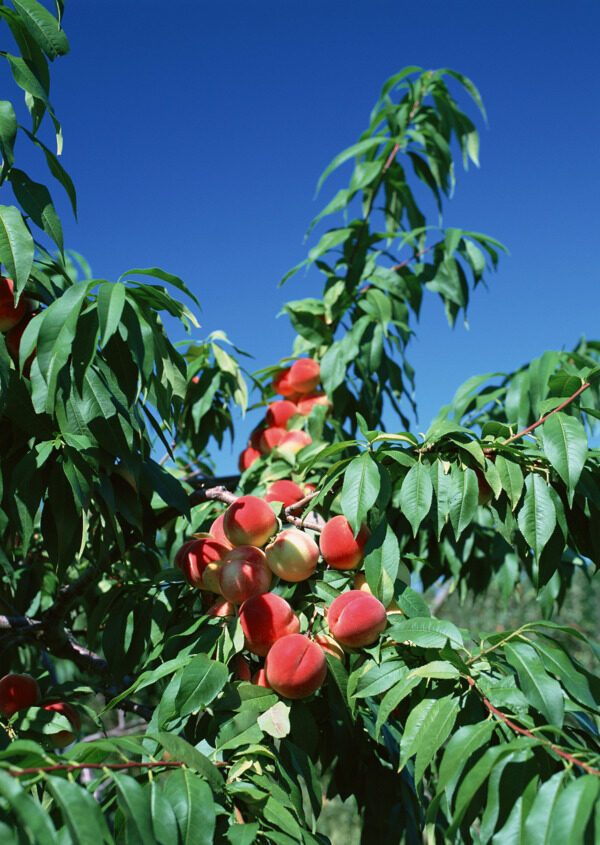 桃与桃树的摄影图片图片