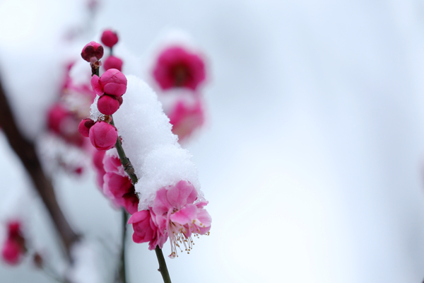 踏雪寻梅