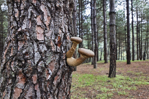 松树上的蘑菇