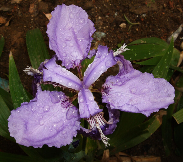 雨后兰花图片