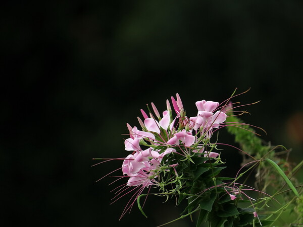 粉色醉蝶花图片