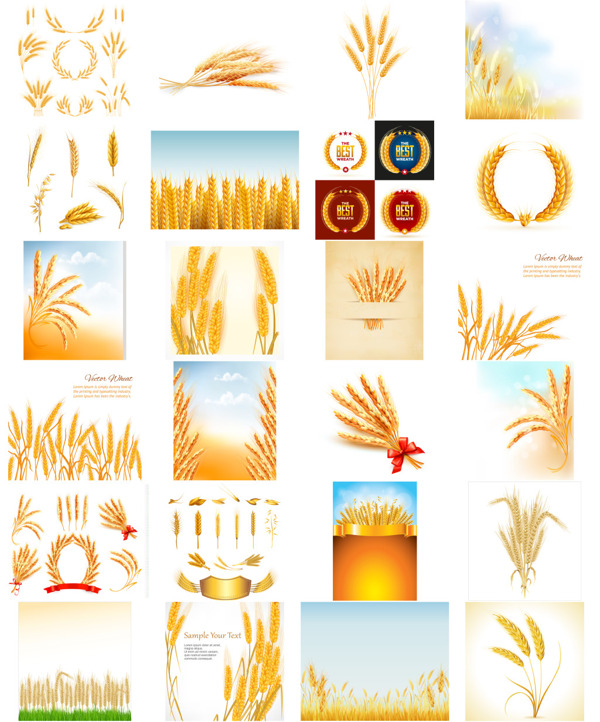 金黄的小麦