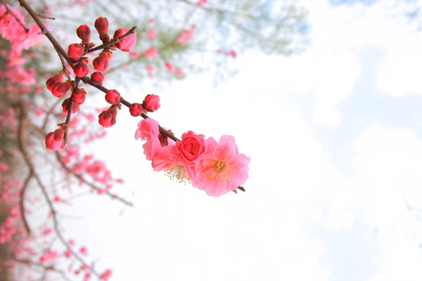 枝头绽放花朵