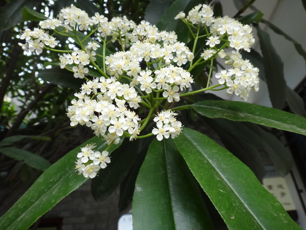 桂花图片