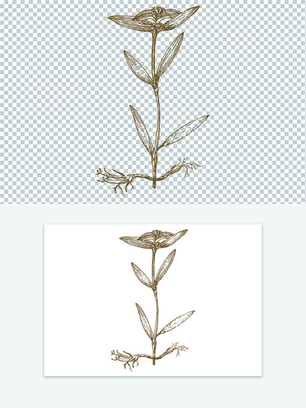 手绘古代版画矢量图案线稿中药材秦艽