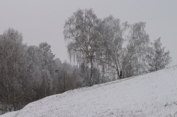 冬天树林雪景摄影