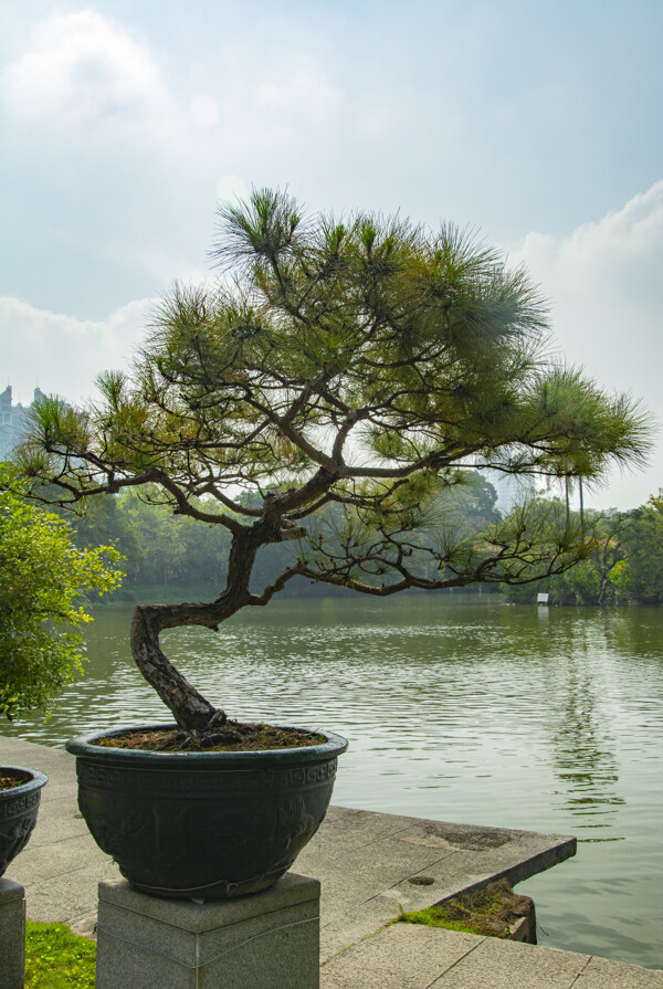 松盆景