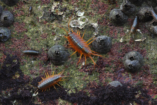 藤壶和海蟑螂