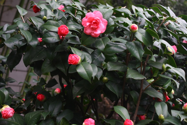 红色山茶花图片