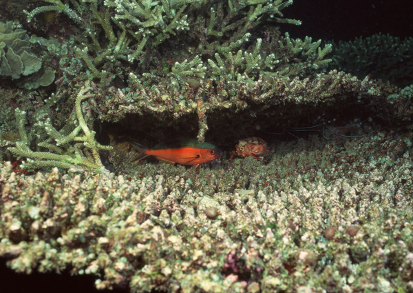 海洋生物