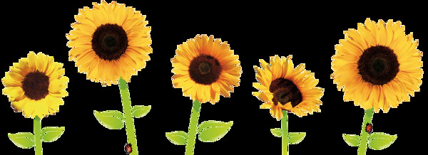 五朵黄色太阳花免抠png透明图层素材