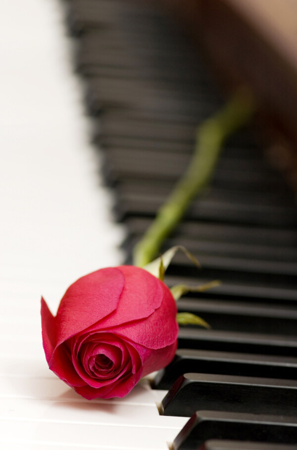 钢琴红玫瑰图片