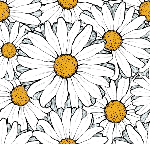 白色太阳菊背景图片