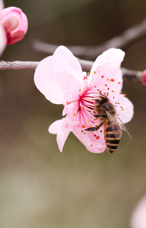 蜜蜂