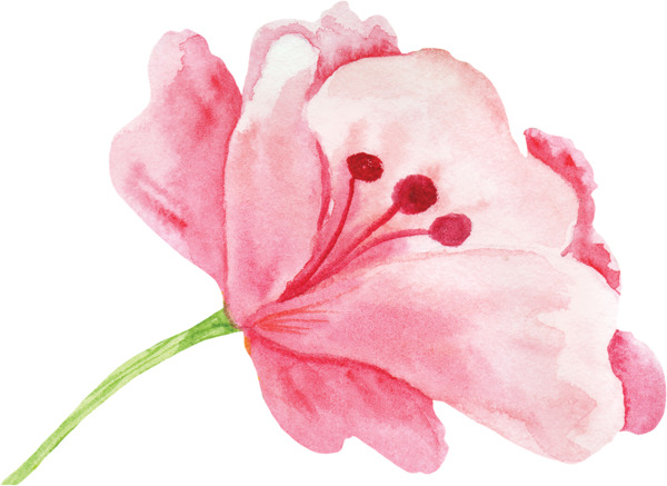 粉红色花朵图片素材