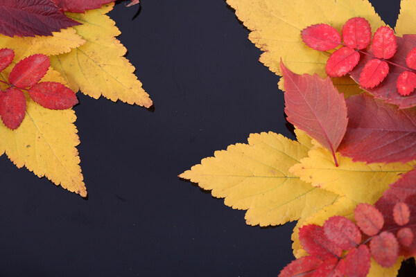 秋天红叶与枫叶图片