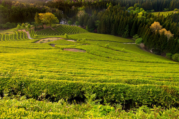 山坡下的绿色茶田素材图片