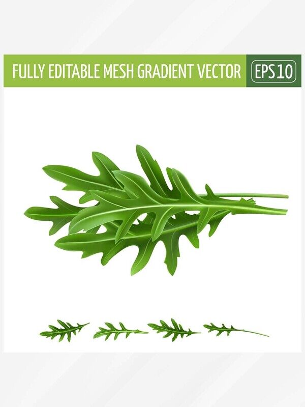 新鲜绿叶蔬菜茼蒿苦菊单根健康菜