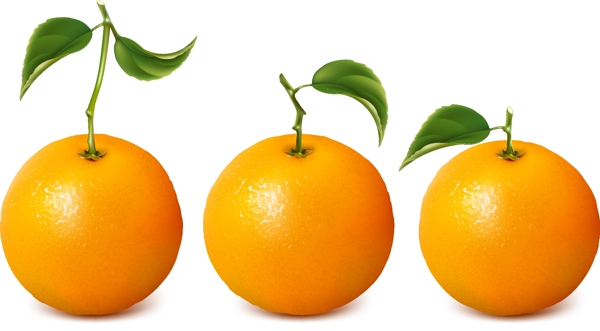 新鲜的橙子矢量素材适用于新鲜橙图片