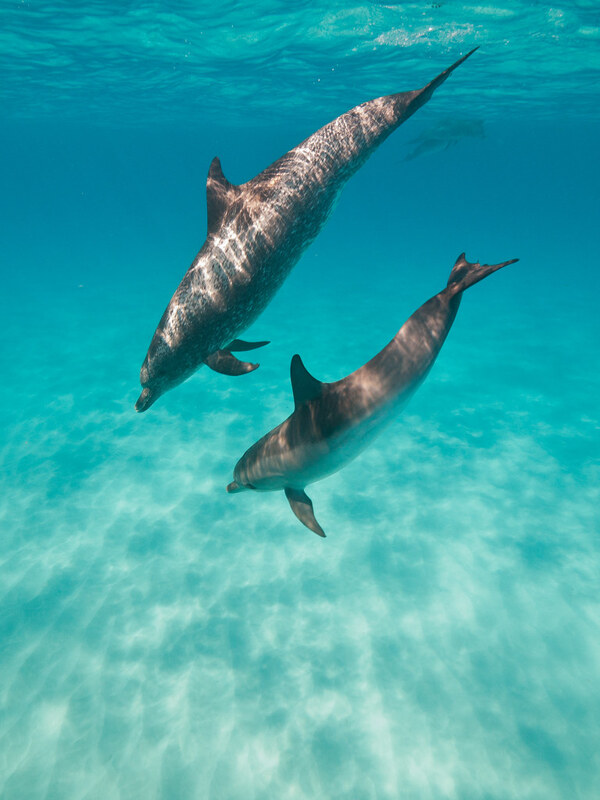 海豚戏水 海洋生物  两只潜泳的海豚 