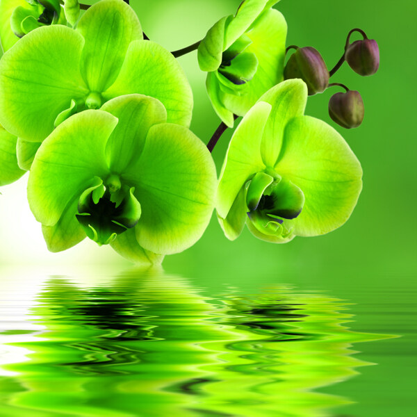 绿色植物与水图片