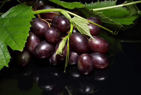成熟的紫葡萄图片
