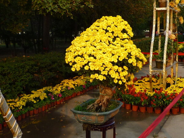 菊花盆景图片